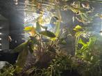 Te koop: 10 guppy jongen v+m, Dieren en Toebehoren, Vissen | Aquariumvissen, Vis