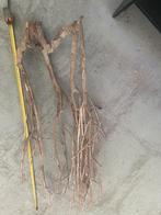 talawa hout €99,95, Ophalen of Verzenden, Nieuw, Plant(en), Steen of Hout