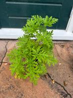 Citroengeranium - Gezond & Lekker!, Ophalen, Volle zon, Vaste plant, Kruiden