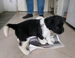 Prachtige Stabij pups, Dieren en Toebehoren, Groot, Meerdere, Meerdere dieren, Nederland
