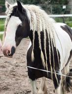 Tinker super braaf, Dieren en Toebehoren, Pony's, Merrie, D pony (1.37m tot 1.48m), 11 jaar of ouder