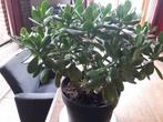 Grote Crassula Ovata geluksplant, Huis en Inrichting, Kamerplanten, Ophalen, Halfschaduw, Minder dan 100 cm