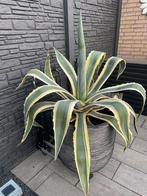Mooie grote agave, Tuin en Terras, Planten | Tuinplanten, Ophalen of Verzenden, Bloeit niet, Overige soorten, Volle zon