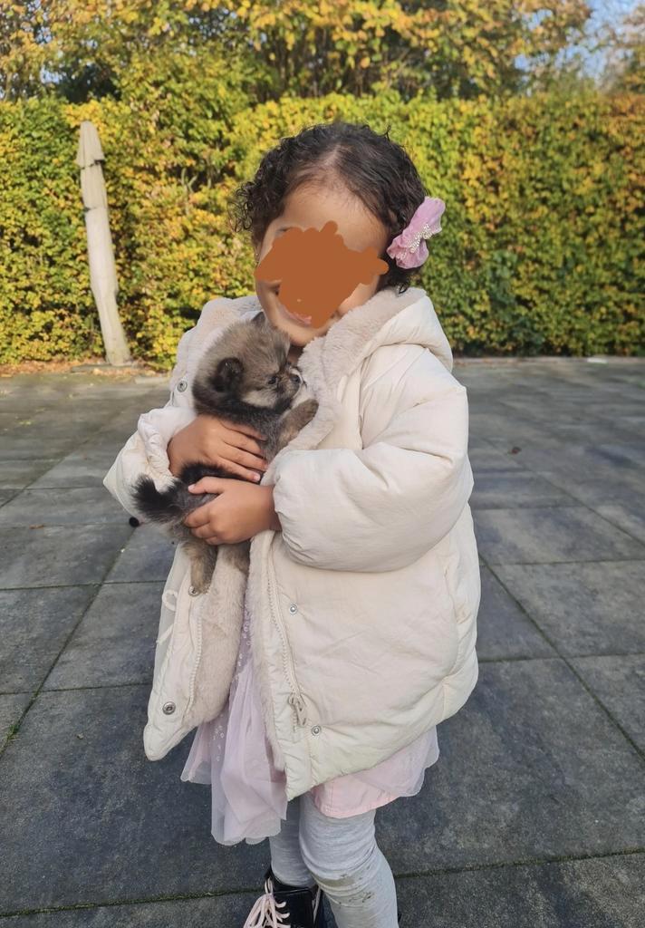 EXCLUSIVE POMS mini Pomeranian bearface reutje 6 weken, Dieren en Toebehoren, Honden | Chihuahua's en Gezelschapshonden, Meerdere dieren