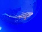 Japanse koi  35-40cm (Marusei Hirasawa), Karper of Koi