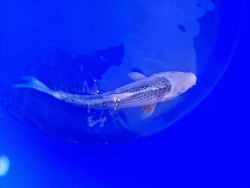 Japanse koi  35-40cm (Marusei Hirasawa), Dieren en Toebehoren, Vissen | Vijvervissen, Karper of Koi