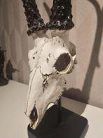 Dierenschedel met hoorns 🦌 - massieve poot - T.E.A.B., Ophalen of Verzenden, Zo goed als nieuw