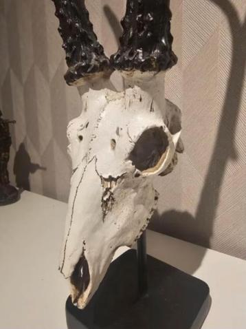 Dierenschedel met hoorns 🦌 - massieve poot - T.E.A.B. beschikbaar voor biedingen