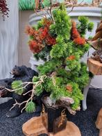 ZEER MOOIE UNIEKE GEMAAKTE BONSAI BOOM, Ophalen, Zo goed als nieuw
