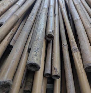 Bamboestokken beschikbaar voor biedingen