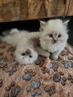 Ragdoll kittens, Dieren en Toebehoren, Katten en Kittens | Raskatten | Langhaar, Meerdere dieren, Gechipt