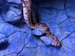 Boa constrictor imperator, Dieren en Toebehoren, Reptielen en Amfibieën, Slang, 7 tot 10 jaar