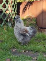 Zijdehoen haan, Dieren en Toebehoren, Pluimvee, Mannelijk, Kip