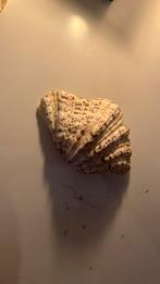 Schelp, Verzamelen, Mineralen en Fossielen, Ophalen of Verzenden, Schelp(en)