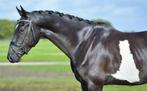 Opvallende 3,5 jarige ruin v. Jameson, Dieren en Toebehoren, Paarden, Ruin, Dressuurpaard, Zadelmak, 3 tot 6 jaar
