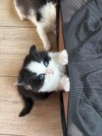 Gereserveerd, Dieren en Toebehoren, Meerdere dieren