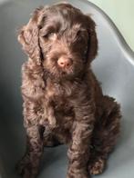 Nog 5 Bruine Australian Labradoodle pups beschikbaar, Dieren en Toebehoren, Honden | Retrievers, Spaniëls en Waterhonden, Parvo