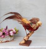 Taxidermie Kleurrijke Goudfazant, Opgezet dier, Vogel, Gebruikt, Ophalen of Verzenden