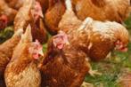 De Laatste 3 Barnevelders [Bijna Gratis!], Dieren en Toebehoren, Pluimvee, Vrouwelijk, Kip