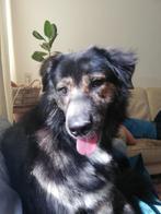 Dagni 5yrs, 63 cm Playful/cheerful/social/no other pets, Rabiës (hondsdolheid), 3 tot 5 jaar, Teef, Groot
