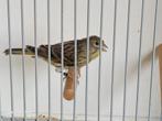 Bastaard europese kanarie x geelagaat mozaiek kanarie, Dieren en Toebehoren, Mannelijk, Bastaard