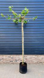 Dakplataan Platanus Hispanica Dakboom🌿🌳, Tuin en Terras, Planten | Bomen, Ophalen, Volle zon, Overige soorten