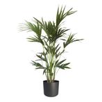 Kentia Palm in ELHO b.for soft sierpot (antraciet), Huis en Inrichting, Kamerplanten, 100 tot 150 cm, Palm, Halfschaduw, Verzenden