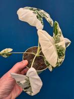 Alocasia Frydek Variegata p10 (4), Huis en Inrichting, Kamerplanten, Ophalen of Verzenden, Halfschaduw, Minder dan 100 cm