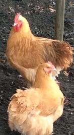 Orpington haan buff, Dieren en Toebehoren, Pluimvee, Mannelijk, Kip
