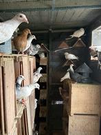 Kleurpostduiven, Dieren en Toebehoren, Vogels | Duiven, Meerdere dieren