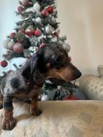 Dwergteckel pups, Dieren en Toebehoren, Honden | Teckels en Dashonden, Parvo, 8 tot 15 weken, Korthaar, Dwerg