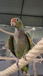 Knappe Wijnborst Amazone, Dieren en Toebehoren, Vogels | Parkieten en Papegaaien, Meerdere dieren, Papegaai, Pratend