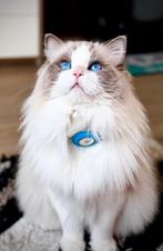 Ragdoll blue bicolor dekkater stamboom (Niet te koop), Dieren en Toebehoren, Katten en Kittens | Dekkaters, 0 tot 2 jaar
