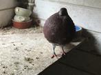 Te koop een prachtige jonge kruising gaditano duif.., Dieren en Toebehoren, Vogels | Duiven, Vrouwelijk, Kropper