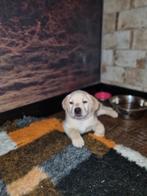 Prachtige labrador pups in huis opgegroeid, Rabiës (hondsdolheid), 8 tot 15 weken, Labrador retriever, Eén hond
