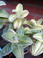 Tradescantia Sillamontana, Huis en Inrichting, Kamerplanten, Ophalen of Verzenden, Halfschaduw, Minder dan 100 cm