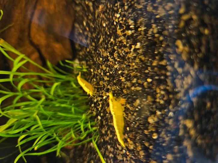 Jonge gele neon backstripe garnalen, Dieren en Toebehoren, Vissen | Aquariumvissen, Kreeft, Krab of Garnaal