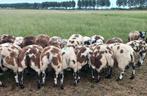 Te koop aangeboden bonte ram - en ooilamneren, Dieren en Toebehoren, Schapen, Geiten en Varkens, Mannelijk, Schaap