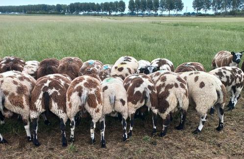 Te koop aangeboden bonte ram - en ooilamneren, Dieren en Toebehoren, Schapen, Geiten en Varkens, Schaap, Mannelijk