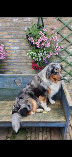 Australian Shepherd pups...., Dieren en Toebehoren, Honden | Herdershonden en Veedrijvers, Rabiës (hondsdolheid), Overige rassen