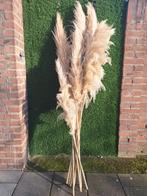 Pampaspluimen, Ophalen