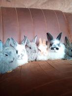 Lieve dwergkonijntjes te koop, Dieren en Toebehoren, Konijnen, Meerdere dieren, Dwerg, 0 tot 2 jaar