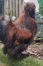 Kippen en haan, Dieren en Toebehoren, Pluimvee, Meerdere dieren, Kip