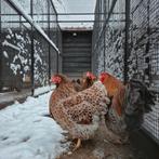 Wyandotte kriel broedeieren 84 eieren, Geslacht onbekend, Kip