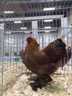 Te koop haan en hen Koppel fraaie Brahma kriel mz patrijs, Dieren en Toebehoren, Pluimvee, Meerdere dieren, Kip