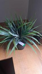 Kunstplant, NIEUW, Ophalen of Verzenden, Nieuw