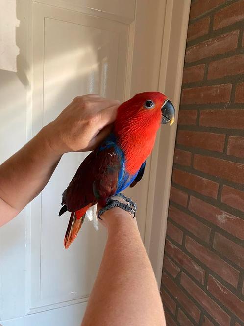 Hele lieve jonge tamme eigen kweek edelpapegaai 13 weken, Dieren en Toebehoren, Vogels | Parkieten en Papegaaien, Papegaai, Vrouwelijk