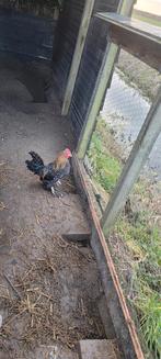 Haantje, Dieren en Toebehoren, Pluimvee