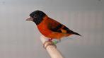 Kapoetsensijsen, Dieren en Toebehoren, Meerdere dieren, Tropenvogel