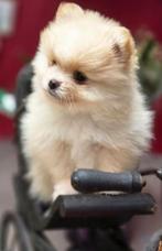 Prachtig Pomeriaan Pups, Dieren en Toebehoren, Honden | Chihuahua's en Gezelschapshonden, Rabiës (hondsdolheid), Overige rassen